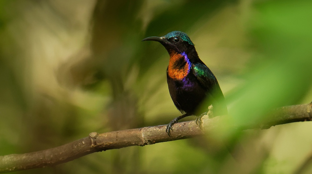 Bird Watching in Singapore